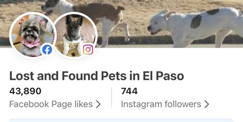 el paso lost and found dogs|foster cats in el paso.